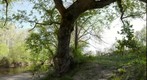 Tree on Goose Creek