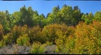 Aspen Grove 