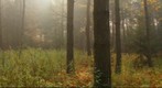 Northern trail