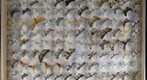 Box of Arizona Moths