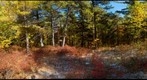 Pitch Pine-Oak-Heath Rocky Summit, Vermont
