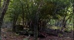 Bosque Otoño Picos de Europa
