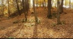 Anciant brook