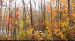 Automnal trail