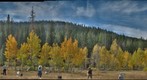 Aspen artists in the American Watershed
