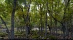 Bosque Otoño 3, Picos de Europa, Espanna