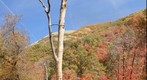 Tree on City Creek Road, Utah