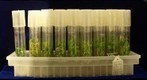 Cyanea asarifolia culture tubes