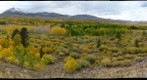 Autumn Aspens