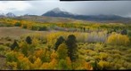 Flaming Aspen Grove