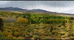 Conway Summit Aspen Grove