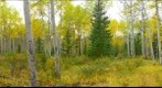 Aspen panorama, Pyramid Lake, Jasper, Alberta