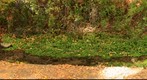 Stream