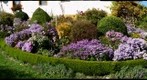 Sea of flowers