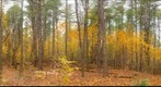 Maples under pines, Vermont