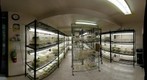 Lyon Arboretum Plant Tissue Culture Growing Room2
