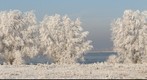 Winter in Beuningese uiterwaarden