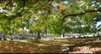Under a tree at Greenlawn Cemetery