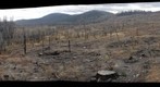 Moonlight Fire Area - Logged and Unlogged