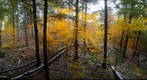 Beech under Hemlocks, NY