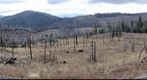 Moonlight Fire Area - Plumas National Forest, Northern California