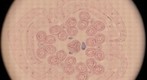 plant cells
