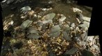 Autumn Stream