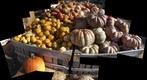 Pumpkin Panorama