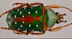 White-spotted African Fruit Chafer, 800 Megapixel macro photograph