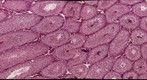 Meiotic (maturation) stages in testis of mouse t.s.