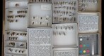 Sialidae, Raphidiidae &amp; Coniopterygidae