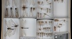Myrmeleontidae 1