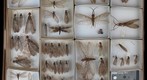 Corydalidae Receiving 4