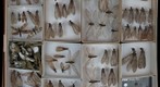 Corydalidae Receiving 2