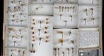 Myrmeleontidae 3