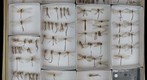 Myrmeleontidae 2