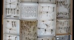 Myrmeleontidae 4 and Myrmeleontidae Receiving 1
