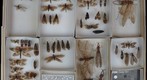 Corydalidae 4 and Corydalidae Receiving 1