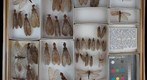 Corydalidae 3