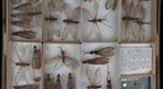 Coyrdalidae 2