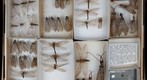 Coyrdalidae 1