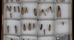 Coyrdalidae Receiving 3