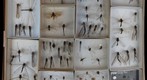 Ascalphidae Receiving 2