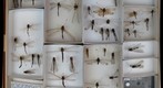 Ascalphidae &amp; Ascalphidae Receiving 1