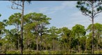  Flatwoods
