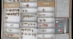 Arctopsychidae, Hydropsychidae, Hydroptilidae &amp; Leptoceridae