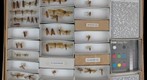 Phryganeidae, Rhyacophilidae, Sericostomatidae &amp; Uenoidae