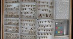 Panorpidae 4
