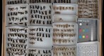 Panorpidae 2