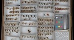 Panorpidae 1